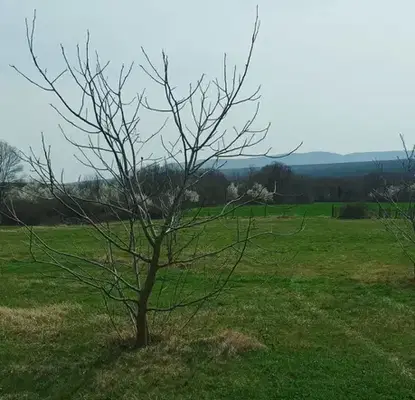 Photo 3 — Plot in Oblast Varna, Gospodinovo