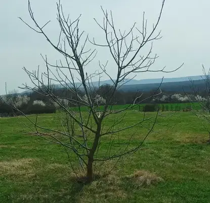 Photo 5 — Plot in Oblast Varna, Gospodinovo