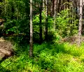 Снимка 4 — Парцел в Пловдив, с. Гълъбово