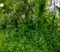 Снимка 4 — Парцел в Габрово, с. Лесичарка