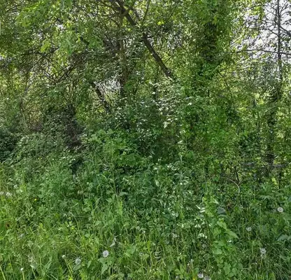 Photo 4 — Plot in Oblast Gabrovo, Lesicharka
