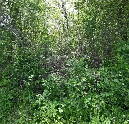 Photo 5 — Plot in Oblast Gabrovo, Lesicharka