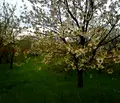 Снимка 3 — Парцел във Варна, с. Левски