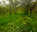 Снимка 4 — Парцел във Варна, с. Левски