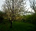Снимка 5 — Парцел във Варна, с. Левски
