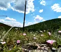 Снимка 4 — Парцел в Стара Загора, с. Малка Верея