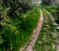 Снимка 4 — Парцел в Разград, с. Подайва