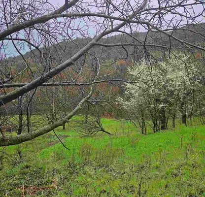 Photo 2 — Plot in Oblast Plovdiv, Ruen