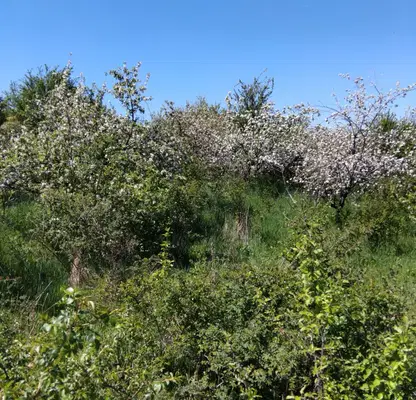 Photo 2 — Plot in Oblast Kyustendil, Sapareva Banya