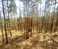 Снимка 2 — Парцел в София, м-т Щъркелово гнездо