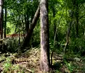 Снимка 3 — Парцел в София, в.з.Горна баня