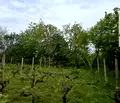 Снимка 5 — Парцел във Варна, м-т Ментешето