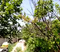 Снимка 5 — Парцел във Варна, м-т Планова