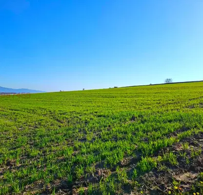 Photo 3 — Agricultural Land in Oblast Blagoevgrad, Djigurovo