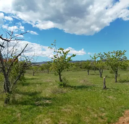 Photo 2 — Agricultural Land in Oblast Kyustendil, Sapareva Banya