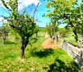 Снимка 4 — Земеделски имот в Кюстендил, Сапарева баня