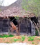 Парцел във Велико Търново, Елена