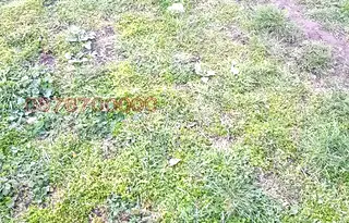 Парцел във Велико Търново, Килифарево
