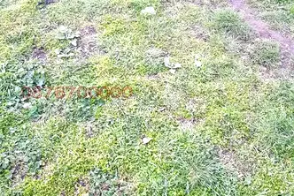Парцел във Велико Търново, Килифарево