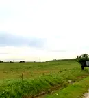 Парцел в Монтана, Кошарник