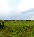 Парцел в Монтана, Кошарник