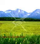 Парцел в Пловдив, с. Брестовица