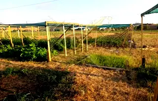 Парцел в с. Брястовец