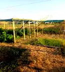 Парцел в с. Брястовец