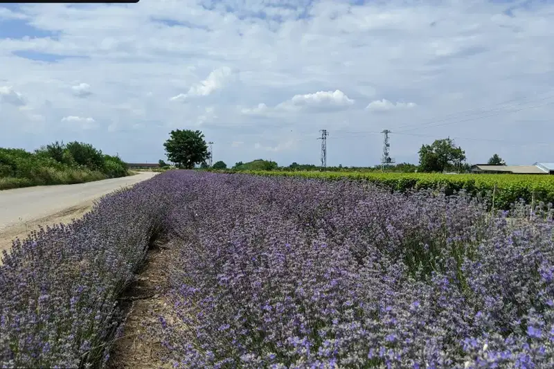Plot in Oblast Plovdiv, Calapica