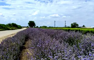 Парцел в Пловдив, с. Цалапица