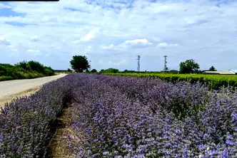 Парцел в Пловдив, с. Цалапица