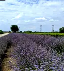 Парцел в Пловдив, с. Цалапица