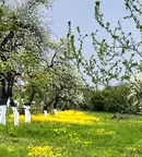 Парцел в Монтана, с. Долна Вереница