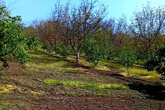 Парцел в Силистра, с. Дунавец