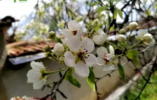 Парцел в Стара Загора, с. Дълбоки