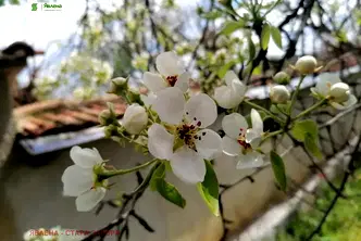 Парцел в Стара Загора, с. Дълбоки
