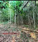 Парцел в с. Мърчаево