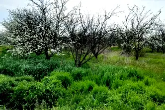 Парцел в Стара Загора, с. Плодовитово