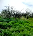 Парцел в Стара Загора, с. Плодовитово
