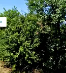 Парцел в Пловдив, с. Стряма