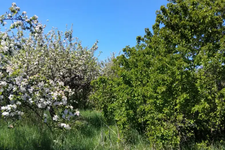 Plot in Oblast Kyustendil, Sapareva Banya