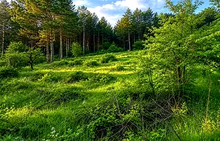 Парцел в Шумен, Пожарната