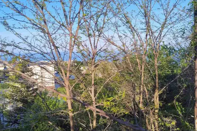 Plot in Varna, Alen Mak