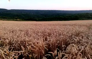 Земеделски имот в Добрич, с. Църква
