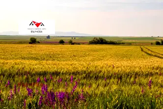 Земеделски имот в Пловдив, с. Голям чардак