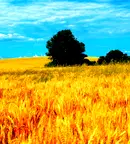 Земеделски имот в Стара Загора, с. Оряховица