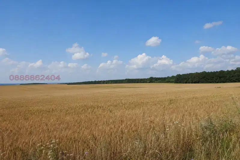Нива в Добрич, с. Поручик Кърджиево