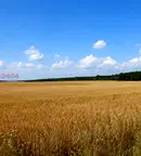 Земеделски имот в Добрич, с. Поручик Кърджиево