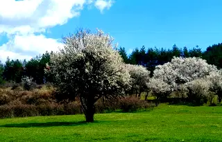 Земеделски имот в Перник, с. Стефаново
