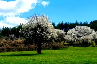 Земеделски имот в Перник, с. Стефаново